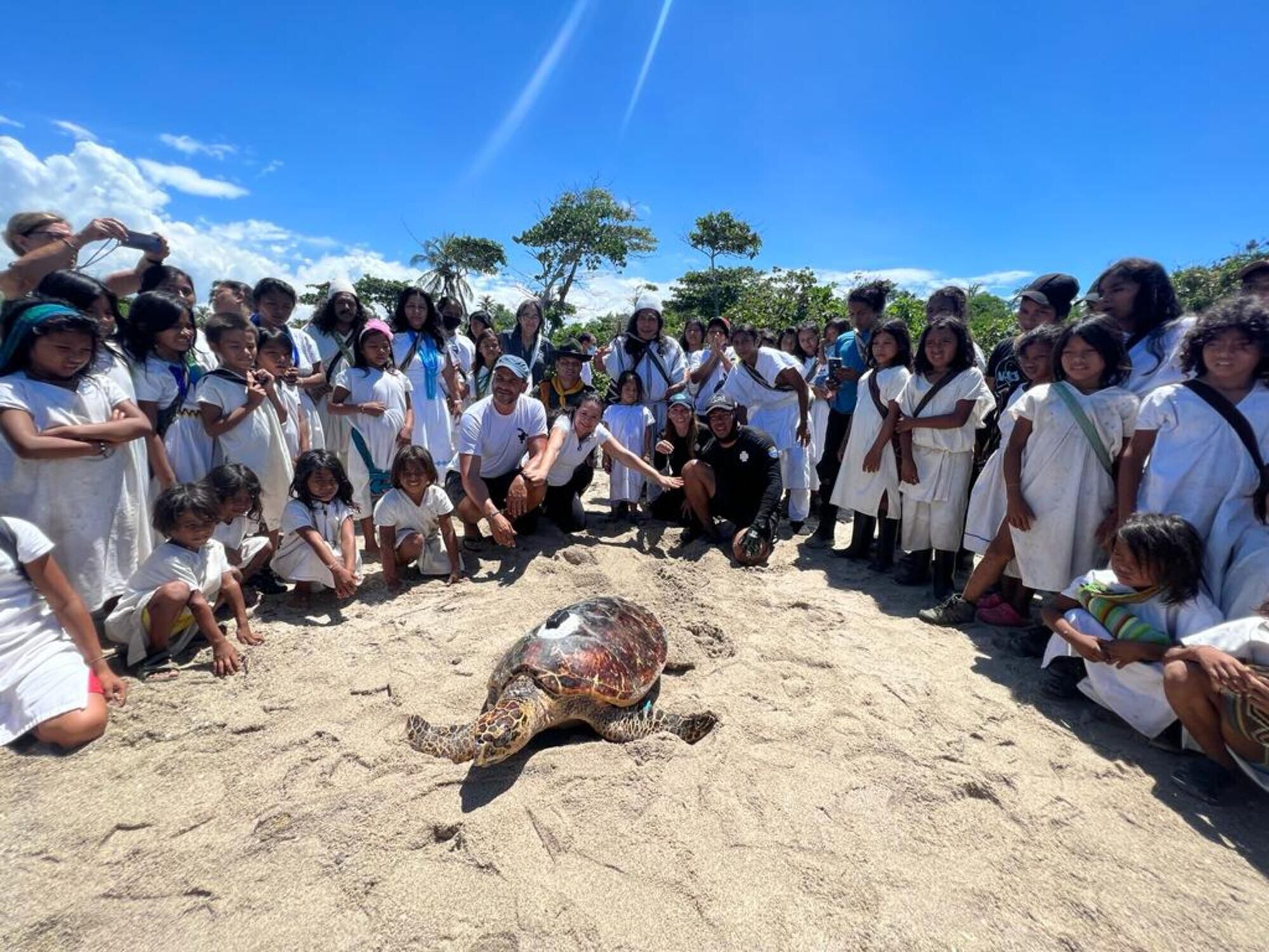 Tortuga liberada/ Corpamag
