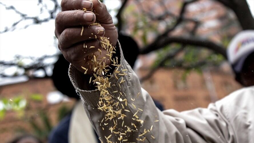 Arroceros piden que se declare emergencia económica por cierre de la vía al Llano. Foto: Colprensa