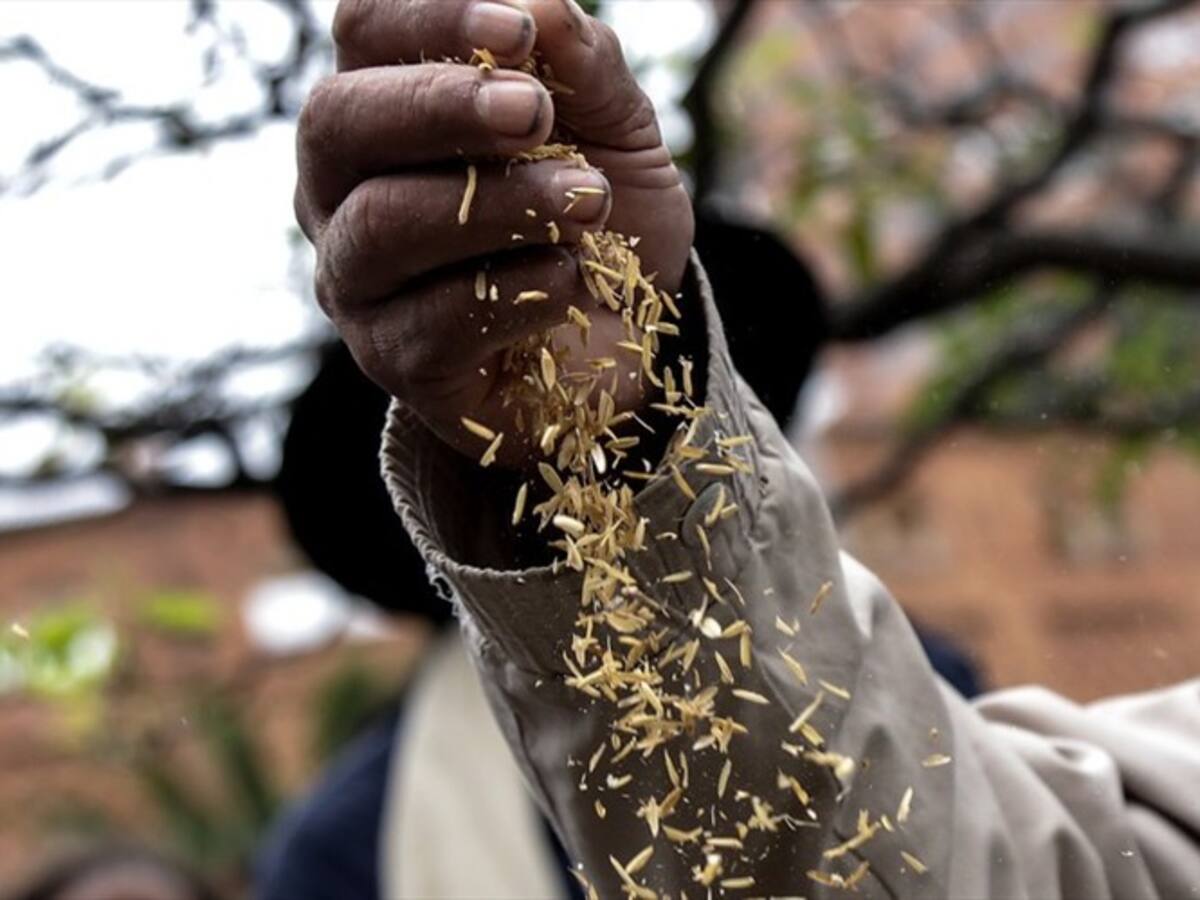 Arroceros piden que se declare emergencia económica por cierre de la vía al Llano