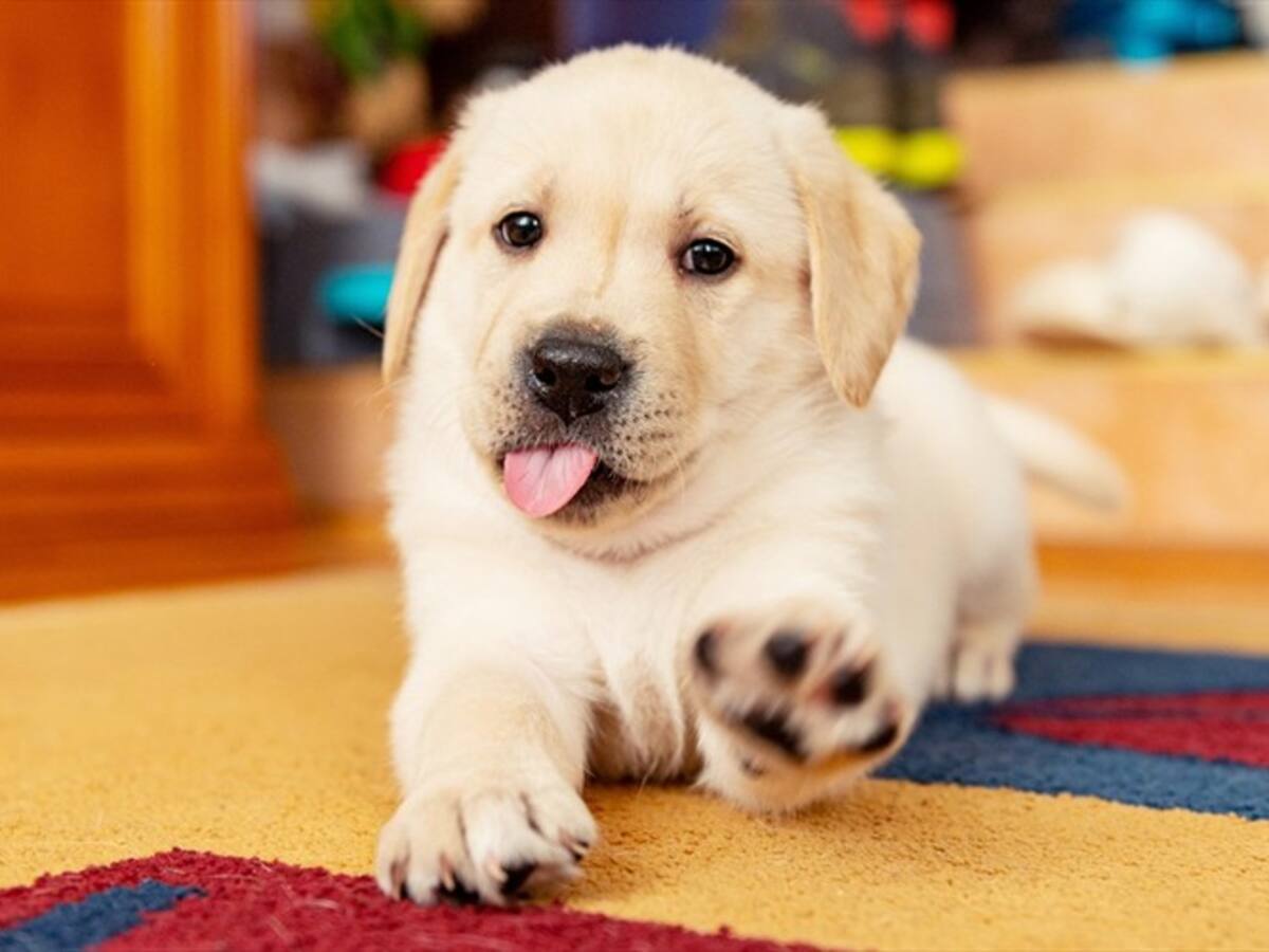 Vacunas para cachorros: ¿Cuáles se deben aplicar en los primeros meses