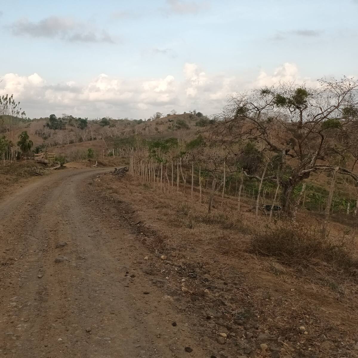 Los 30 municipios de Córdoba se encuentran en calamidad pública por sequía