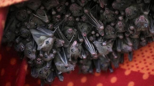 Los murciélagos egipcios de la fruta son extremadamente sociables y viven en los mismos grupos por 20 a 30 años.. Foto: BBC Mundo