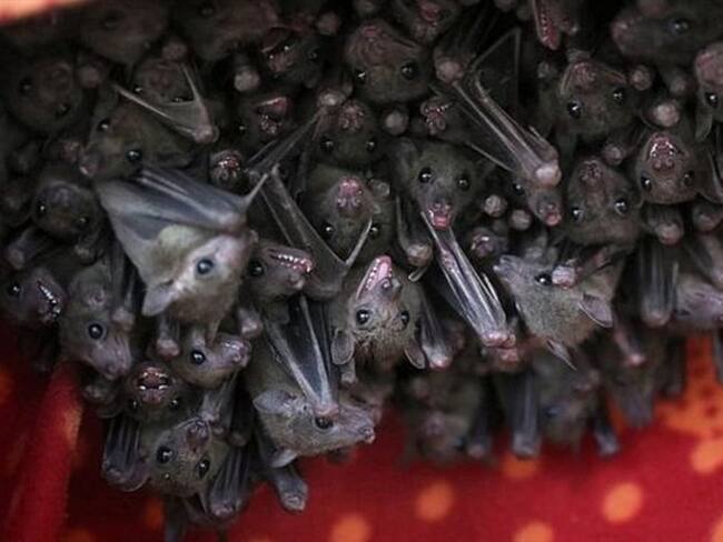Los murciélagos egipcios de la fruta son extremadamente sociables y viven en los mismos grupos por 20 a 30 años.. Foto: BBC Mundo