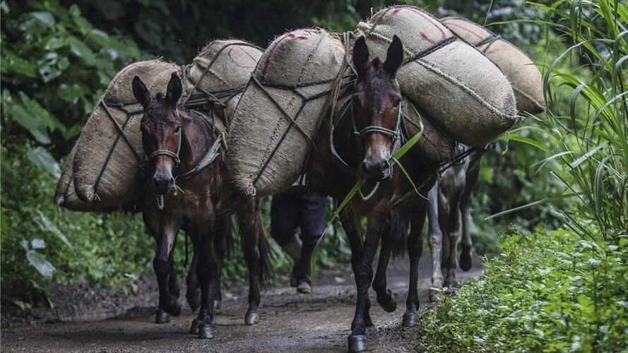 Partirá un tren cargado con cerca de 4.000 sacos de café, que serán exportados a mercados de Estados Unidos y Europa. Foto: Getty Images