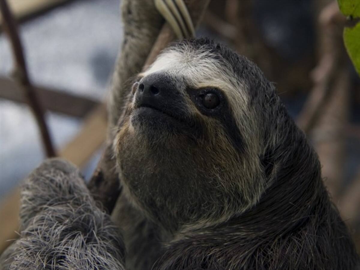 Con pistola de perdigones mataron a osa perezosa en Santander