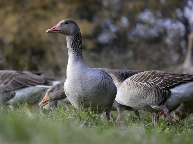 Científicos desarrollan método para producir hígado graso de ganso natural