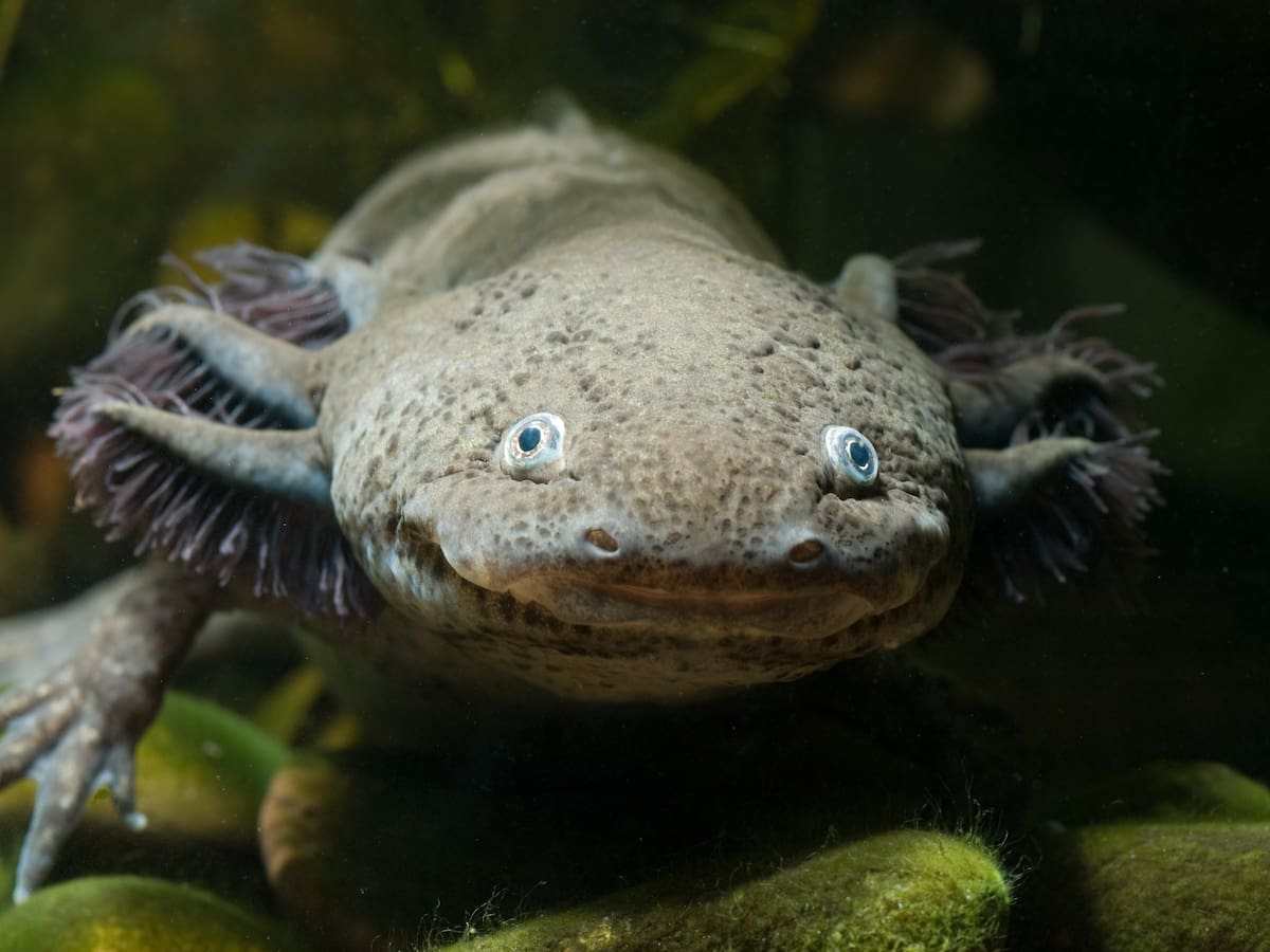 ¿Un ‘monstruo marino’? Este es el animal acuático que tiene cuatro patas y regenera extremidades
