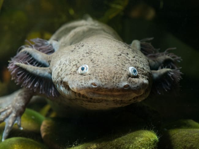 Ajolote, imagen de referencia. Foto: Getty Images.