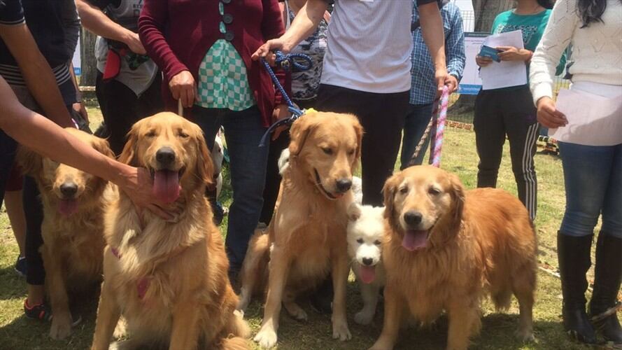 Inauguración primer parque para perros. Foto: Instituto de protección y bienestar animal de Bogotá