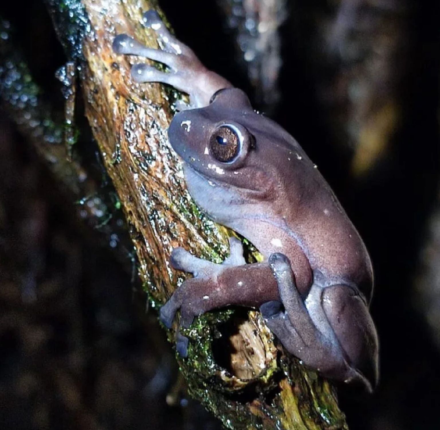 rana arborícola colombiana de Lynch/Cortesía Elson Meneses