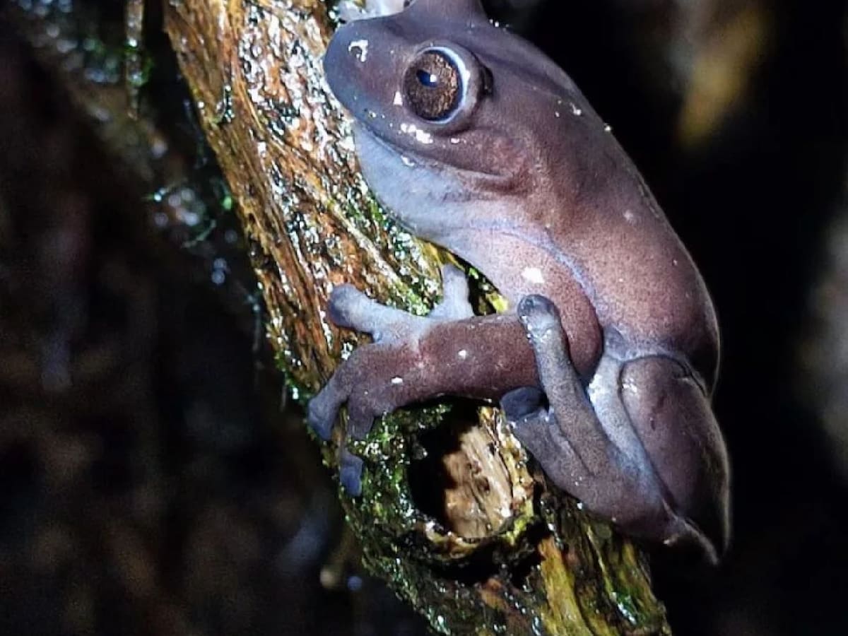 En Santander encontraron rana que no se veía desde hace 36 años
