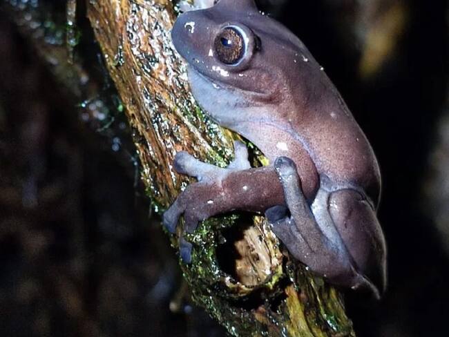 rana arborícola colombiana de Lynch/Cortesía Elson Meneses