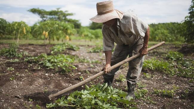 Desembolso de 1,5 millones de pesos a productores del campo colombiano. Foto: Getty Images
