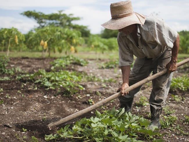 Desembolso de 1,5 millones de pesos a productores del campo colombiano. Foto: Getty Images
