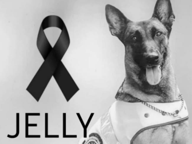 La historia de Jelly, la perrita antiexplosivos que murió en medio de un atentado en Cúcuta