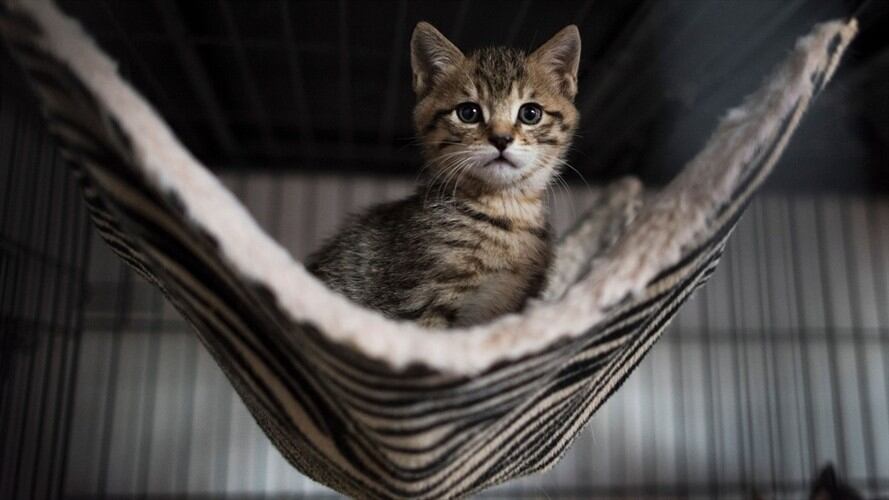 Los expertos han logrado crear una vacuna que paraliza la proteína Fel D 1.. Foto: Getty Images