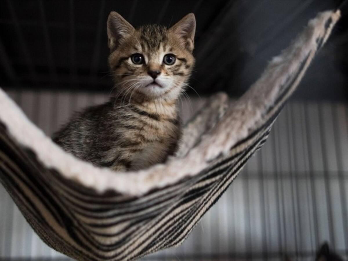 Científicos desarrollan vacuna para que los gatos no causen más alergias a los humanos