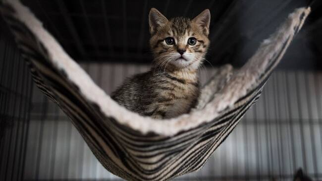 Los expertos han logrado crear una vacuna que paraliza la proteína Fel D 1.. Foto: Getty Images