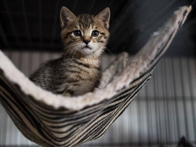 Los expertos han logrado crear una vacuna que paraliza la proteína Fel D 1.. Foto: Getty Images