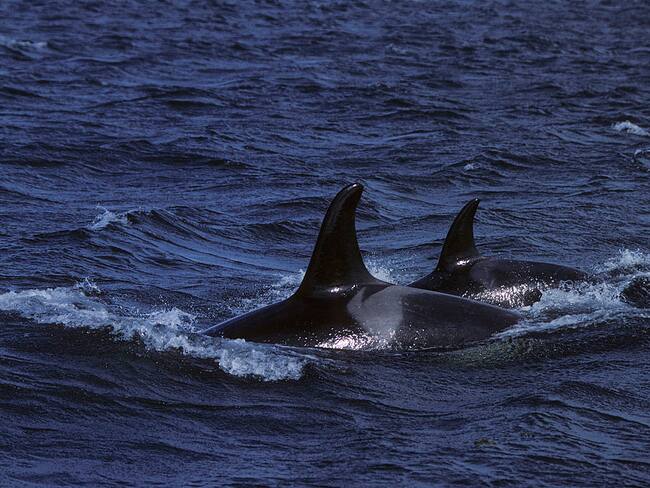 Curiosa interacción de las orcas con embarcaciones en la costa de España, ¿a qué se debe?