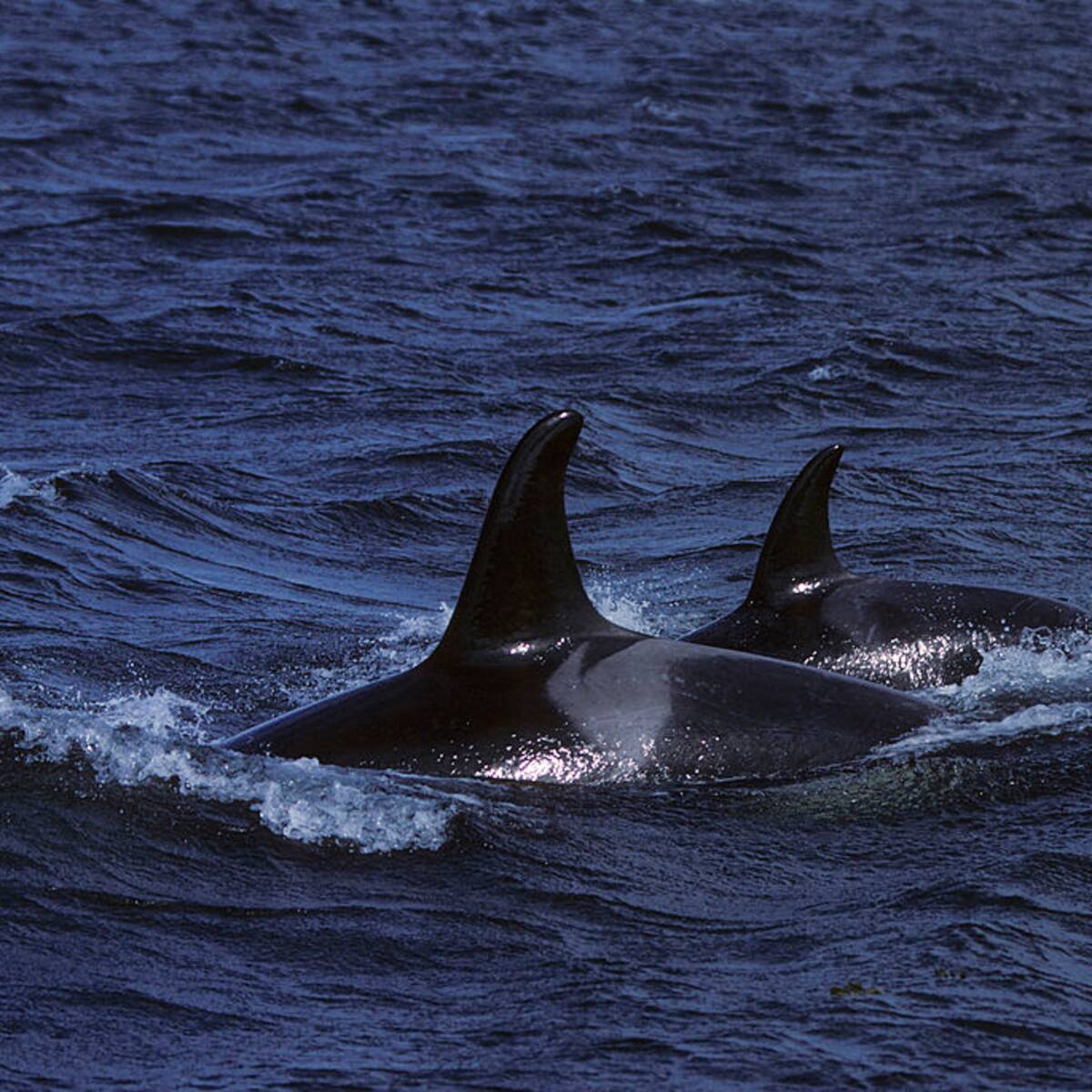 Curiosa interacción de las orcas con embarcaciones en la costa de España, ¿a qué se debe?