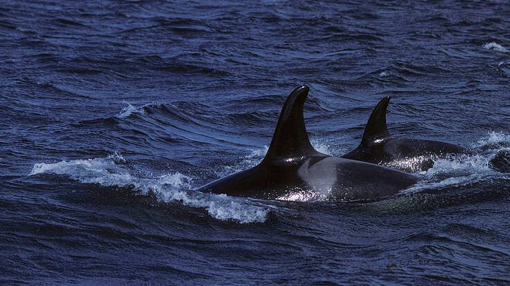 Curiosa interacción de las orcas con embarcaciones en la costa de España, ¿a qué se debe?