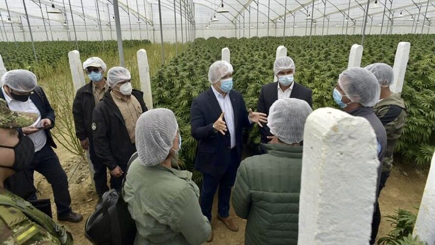 Presidente de Colombia, Iván Duque, en campo de flor seca de cannabis de Pesca, Boyacá. Foto: Suministrada