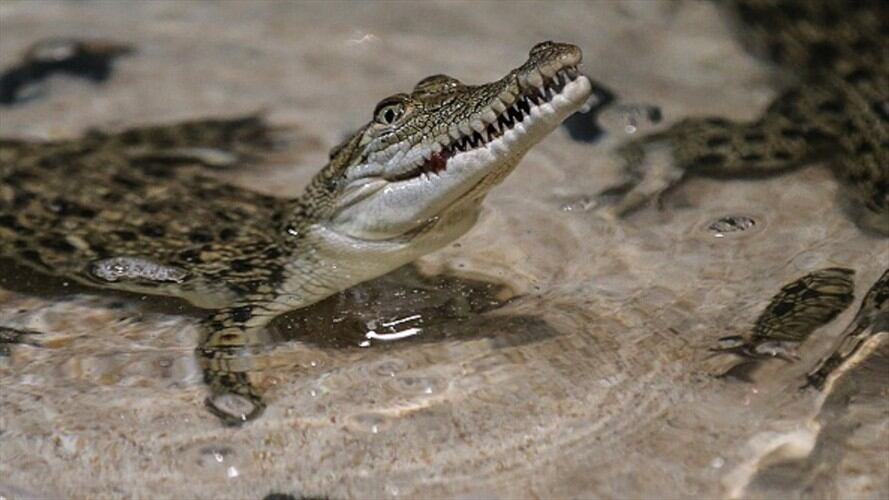 Caimán vivió durante 25 años en un sótano. Foto: Getty Images
