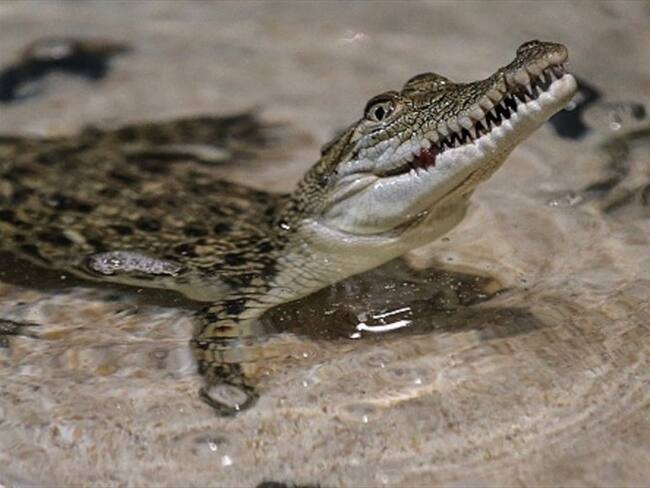 Caimán vivió durante 25 años en un sótano. Foto: Getty Images