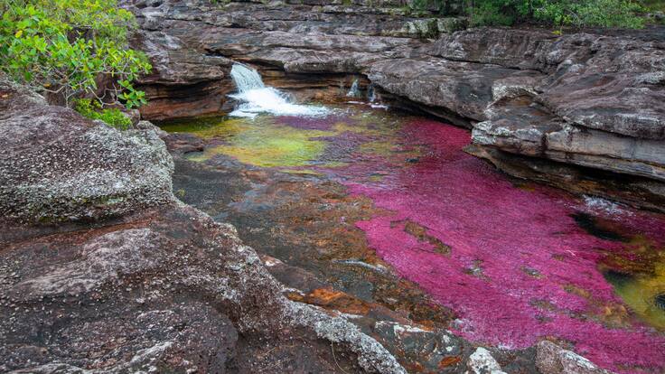 Así es Río Rojo, documental que advierte impacto del hombre sobre Caño Cristales