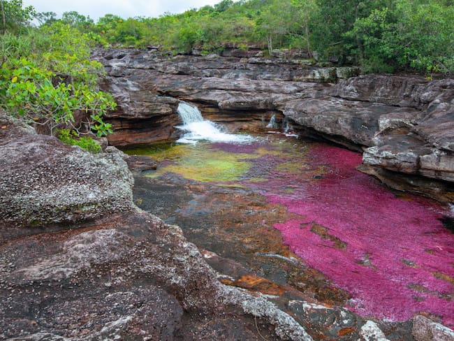 Así es Río Rojo, documental que advierte impacto del hombre sobre Caño Cristales