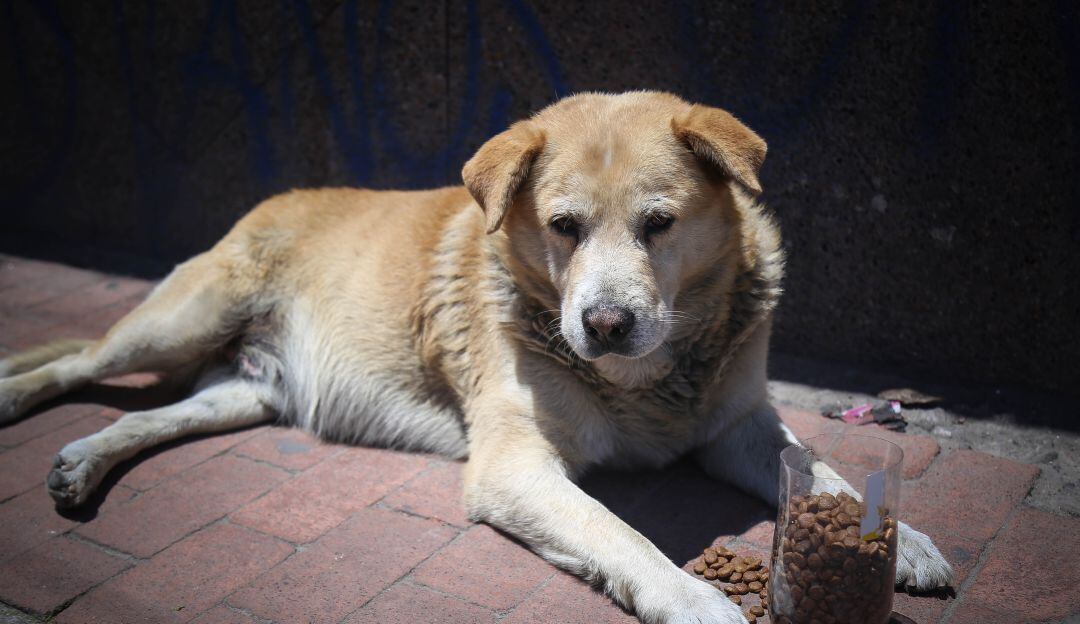 Perros callejeros 