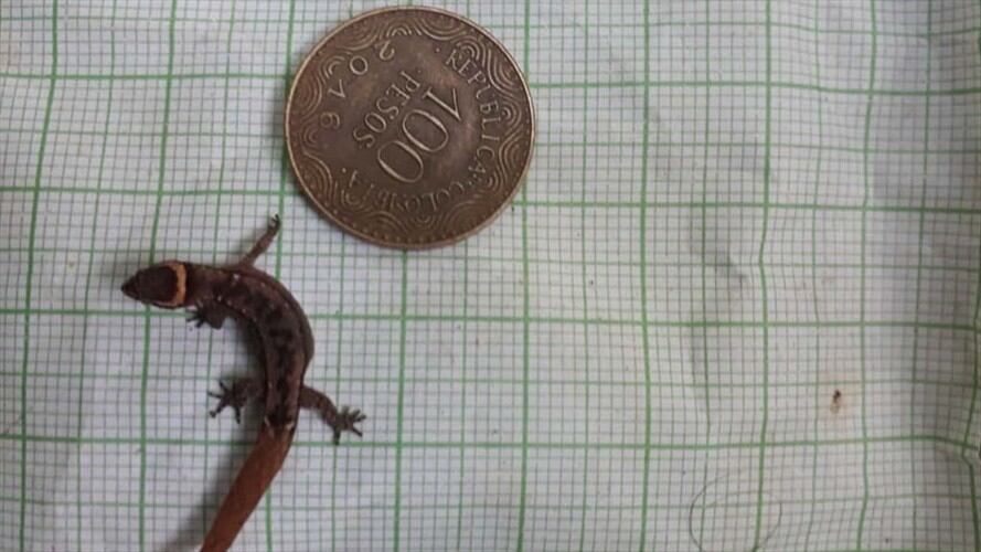 Encuentran el lagarto más pequeño del mundo en el Parque Tayrona . Foto: Cortesía