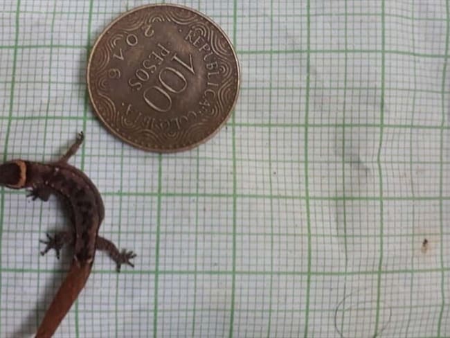 Encuentran el lagarto más pequeño del mundo en el Parque Tayrona . Foto: Cortesía