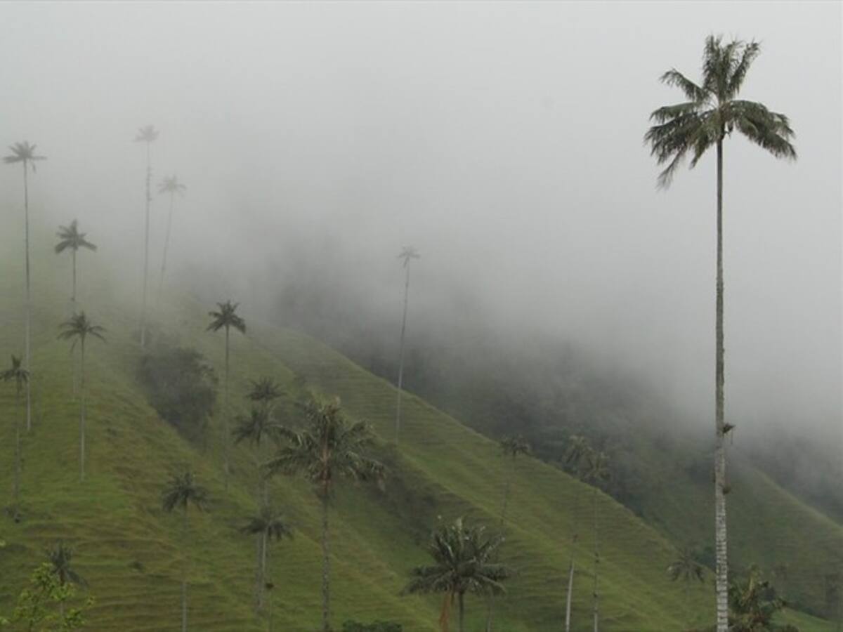 Sentencia de Tribunal abriría puertas a megaminería en Salento, Quindío