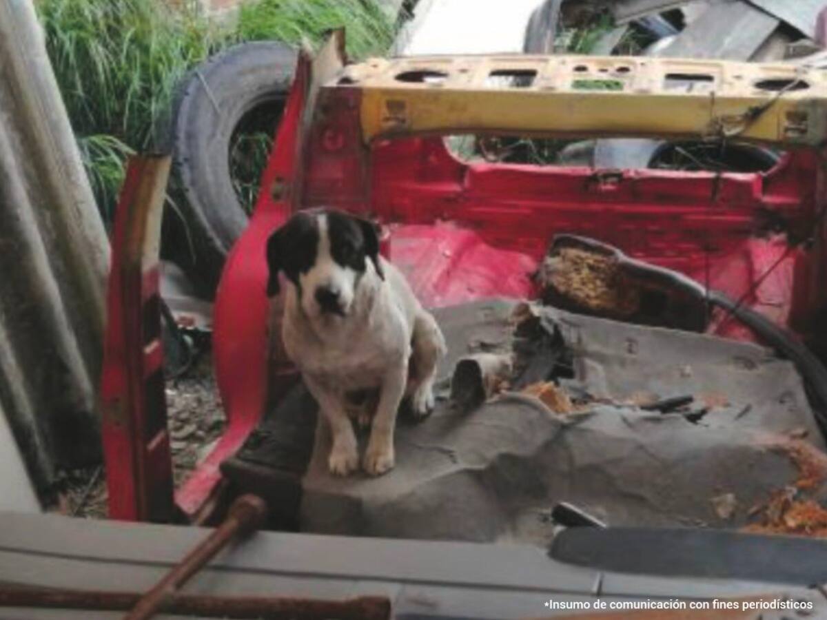 Dos personas fueron imputadas por presunta negligencia con sus mascotas