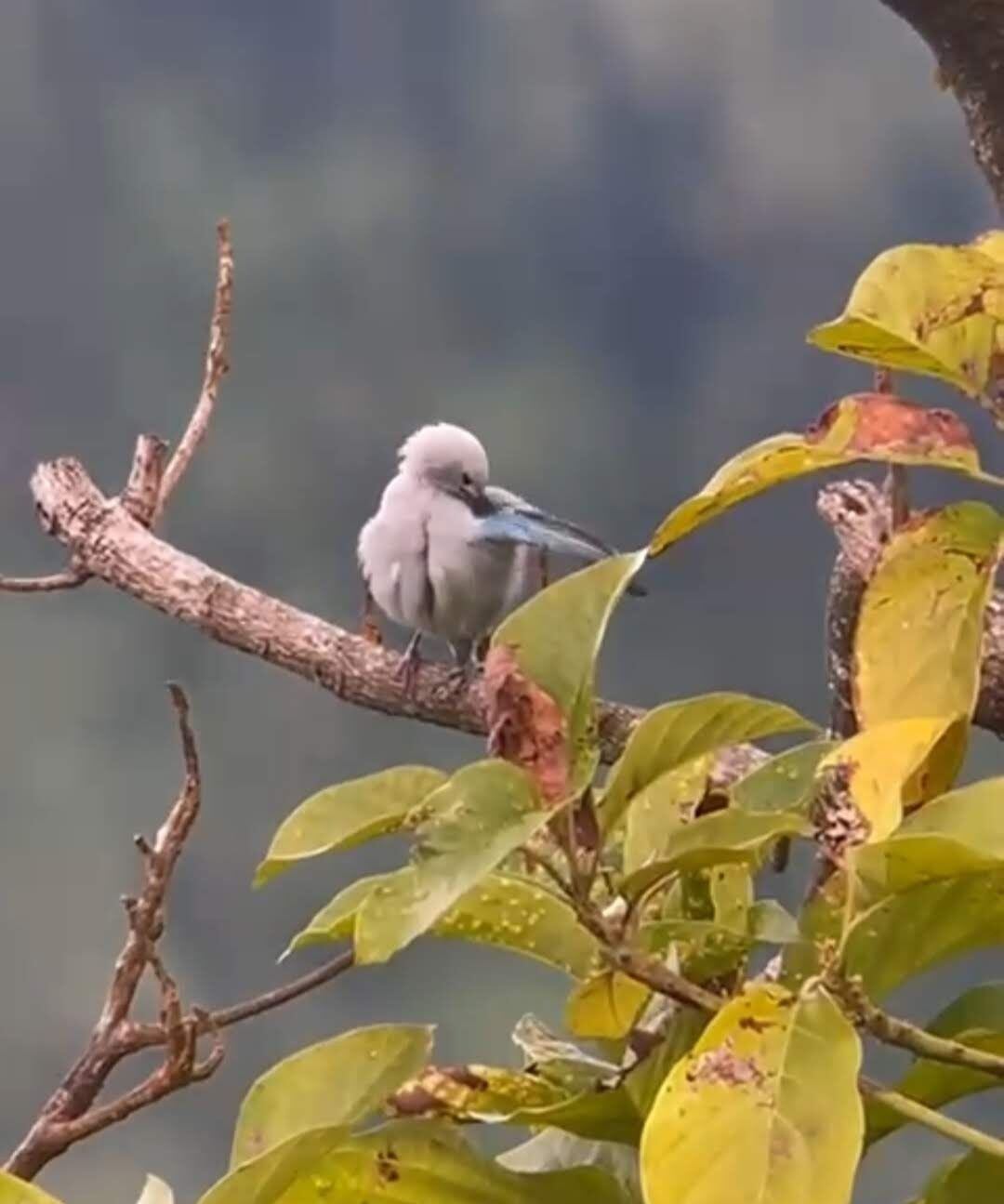 Avistamiento de aves. Foto: Cortesía: Alcaldía de Santa Marta