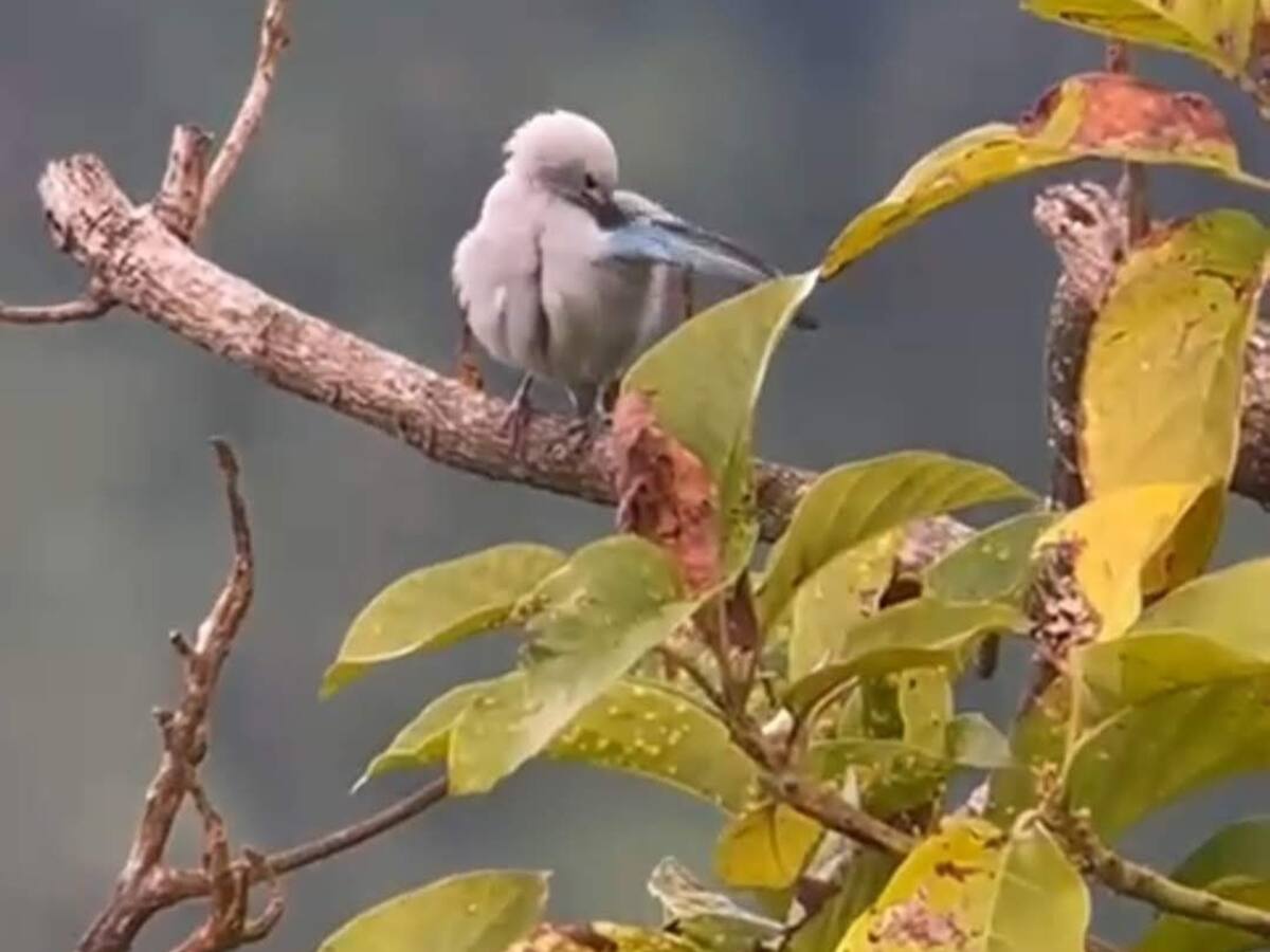 Santa Marta se unió a la gran jornada de avistamiento de aves 2022