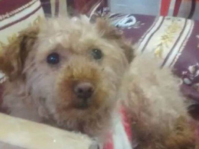 William Orlando Galvis agredió con arma blanca a Canela, su animal de compañía. Foto: Cortesía