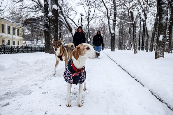 Perrito rompe billetes de 500 pesos mexicanos que sumados correspondían a 7500, es decir, 1.400.000 pesos colombianos.