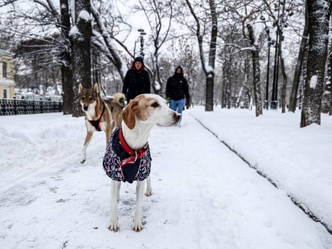 Perrito rompe billetes de 500 pesos mexicanos que sumados correspondían a 7500, es decir, 1.400.000 pesos colombianos.