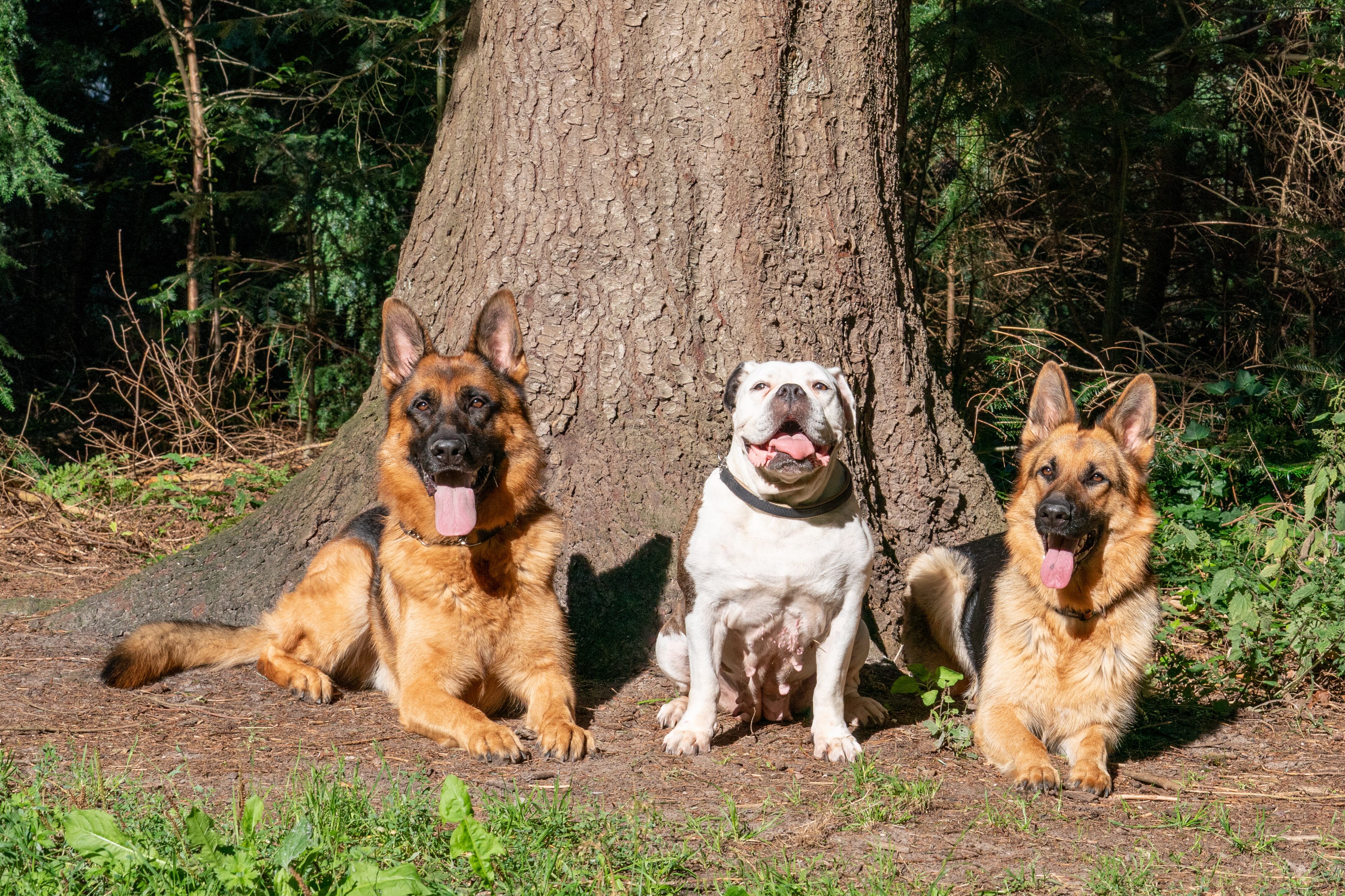 Un bulldog inglés y dos pastores alemanes en el parque (Foto vía Getty Images)