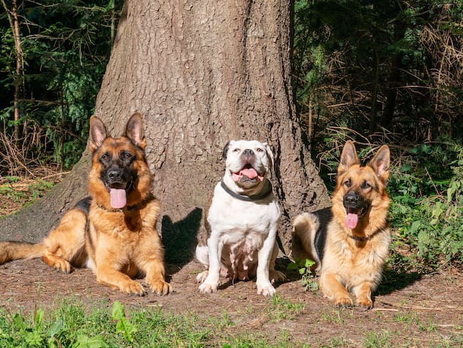 Un bulldog inglés y dos pastores alemanes en el parque (Foto vía Getty Images)