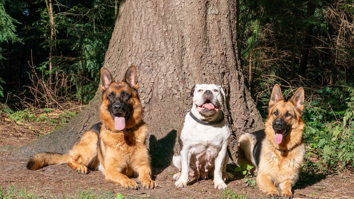 Estas son las 5 razas de perros que más fácil se enferman