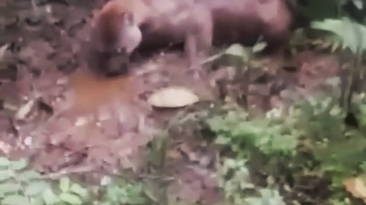 Un puma concolor murió tras un ataque con arma de fuego en el Cauca