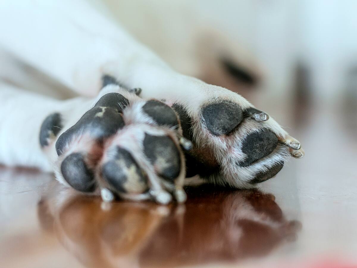 Envenenamiento masivo a perros en Piedecuesta, Santander