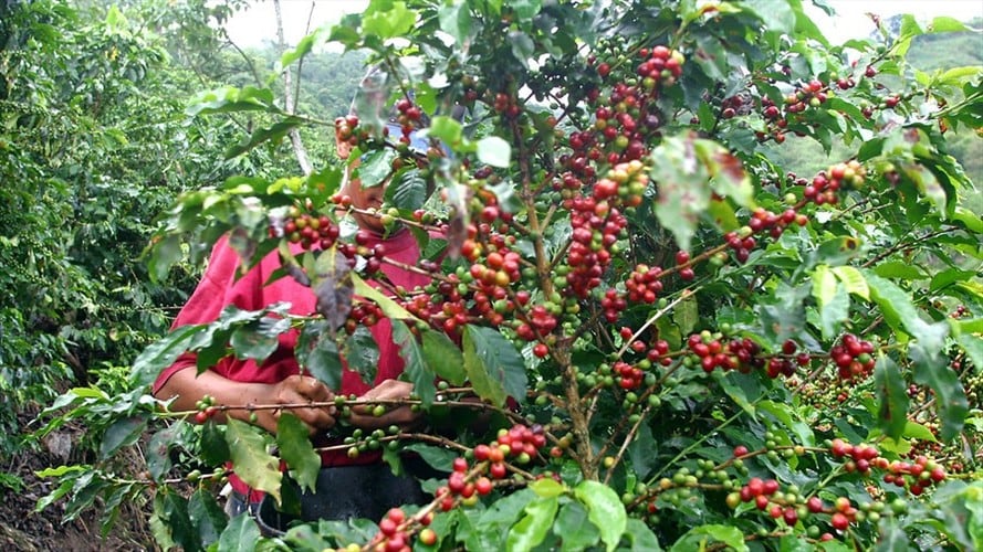 Cosecha cafetera de 2021 podría cerrar en 10 billones de pesos. Foto: Colprensa