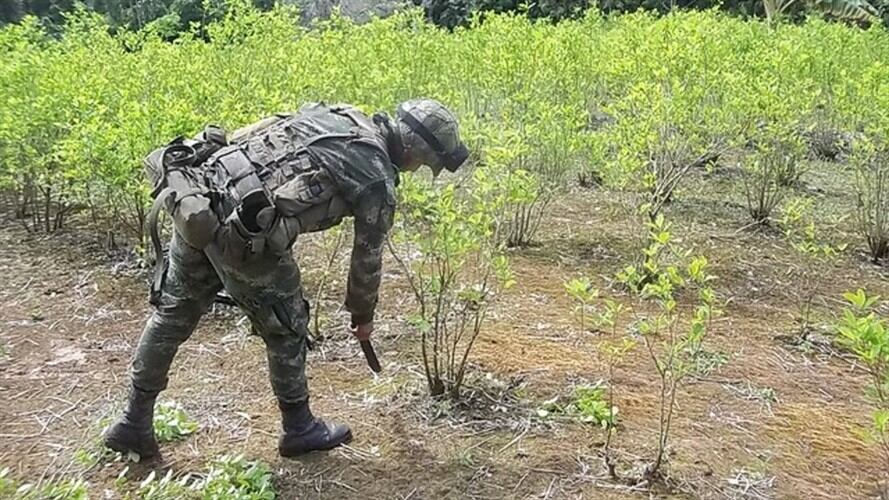 Campesinos de Cachicamo-Guaviare se oponen a la erradicación forzosa de coca. Foto: Colprensa