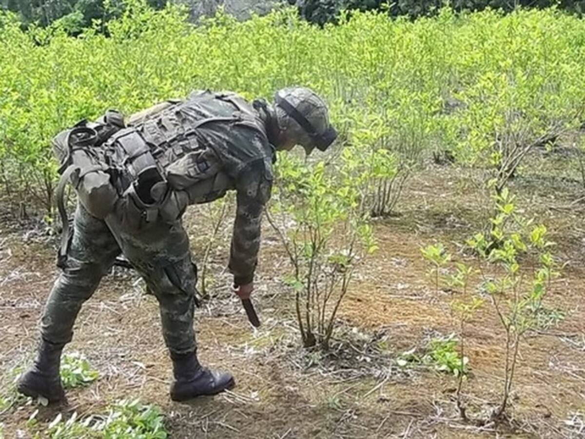 Campesinos de Cachicamo-Guaviare se oponen a la erradicación forzosa de coca