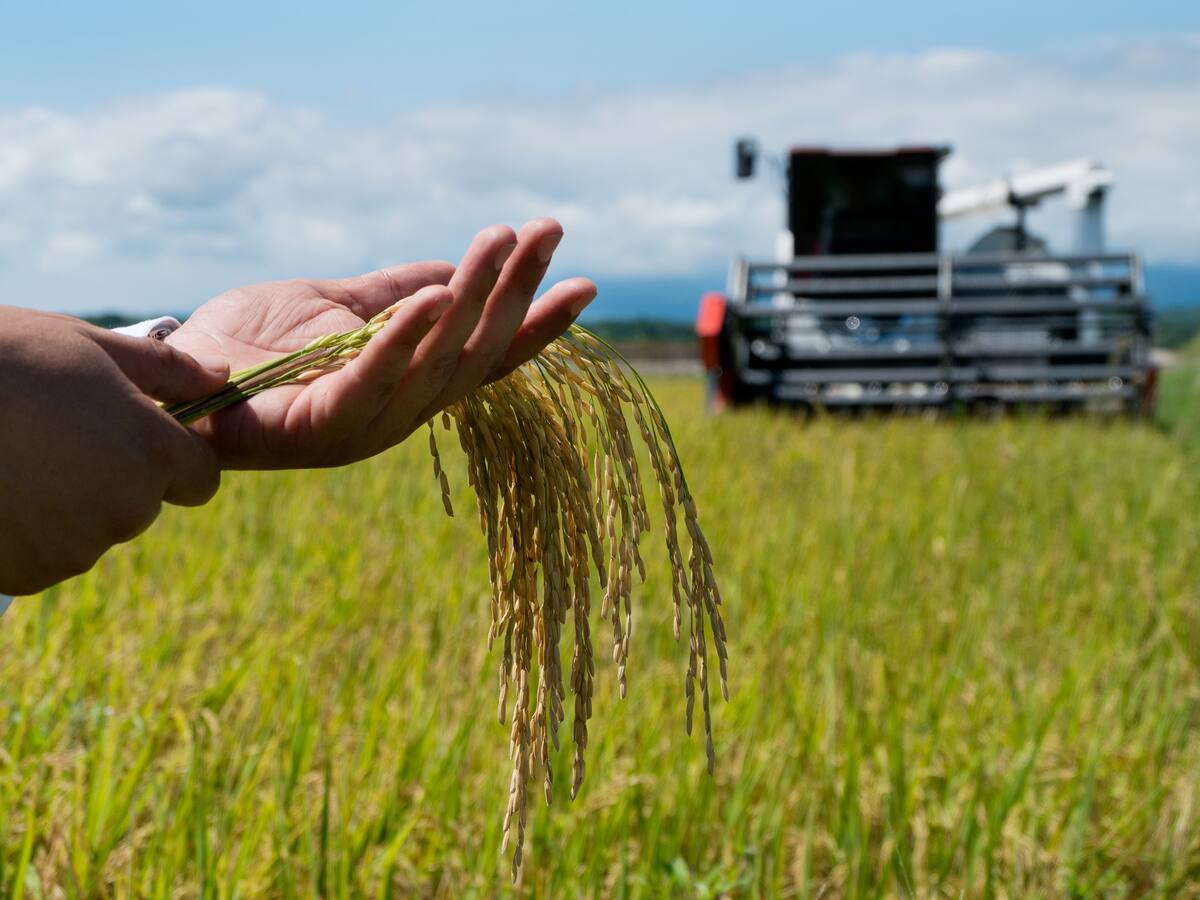 Dignidad Agropecuaria demandó a molineros de arroz por incumplir acuerdos